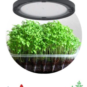 Фитопрожектор для растений светодиодный ЭРА FITO-50W-RB-LED-UFO красно-синего спектра 50 Вт IP65 купить оптом недорого