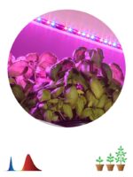Светодиодная лента для растений ЭРА FITO-Strip Light-RB-2m красно-синего спектра