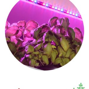 Светодиодная лента для растений ЭРА FITO-Strip Light-RB-2m красно-синего спектра